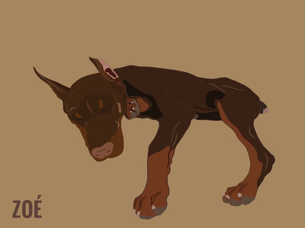 Chiot doberman